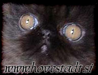 Hovestadt Persians