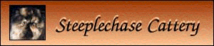 Steeplechase cattery, USA